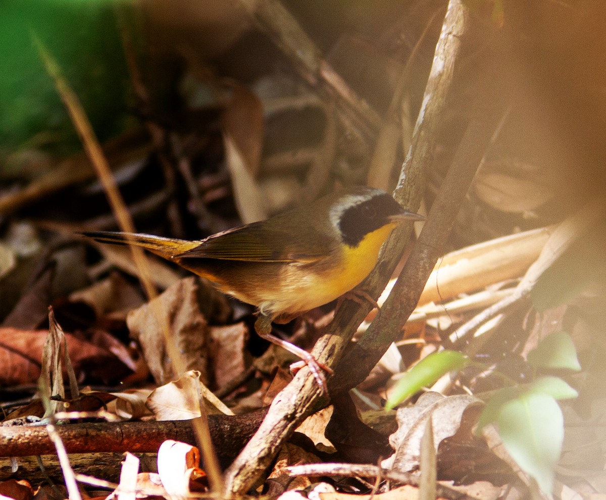 Common Yellowthroat (trichas Group) - ML638269746