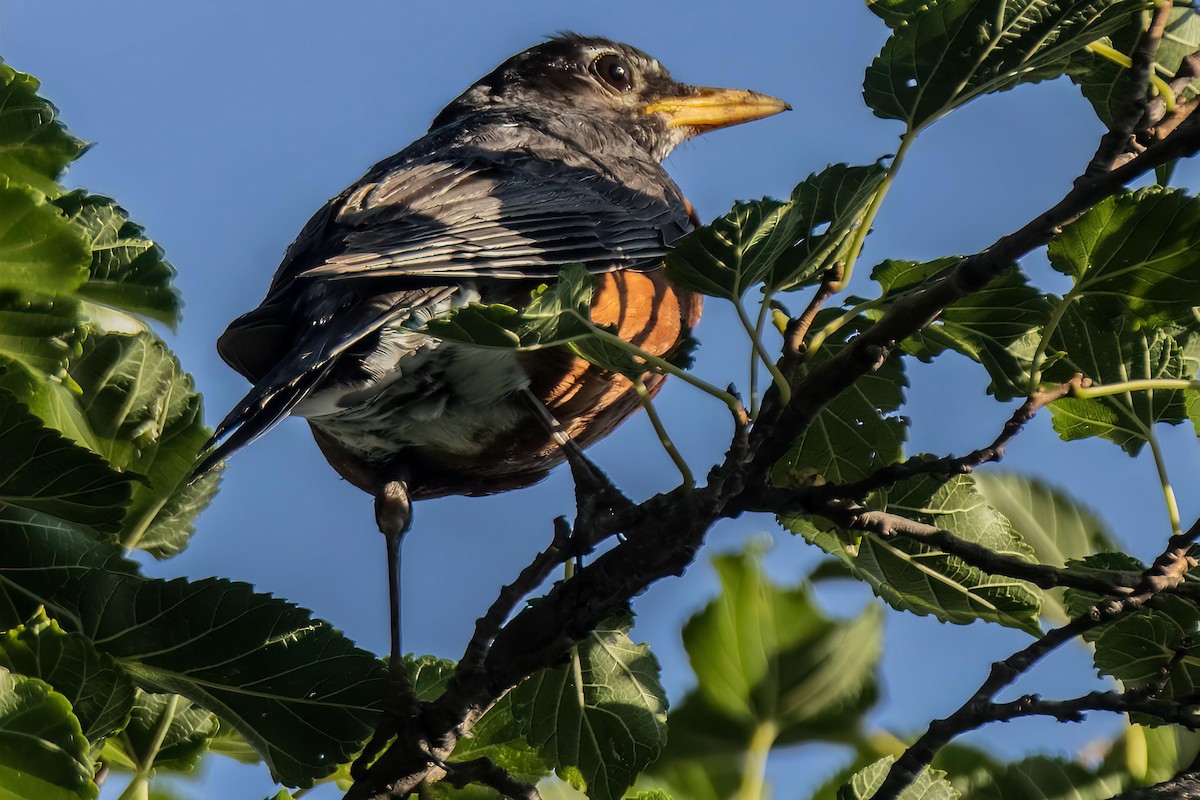American Robin - ML638269752