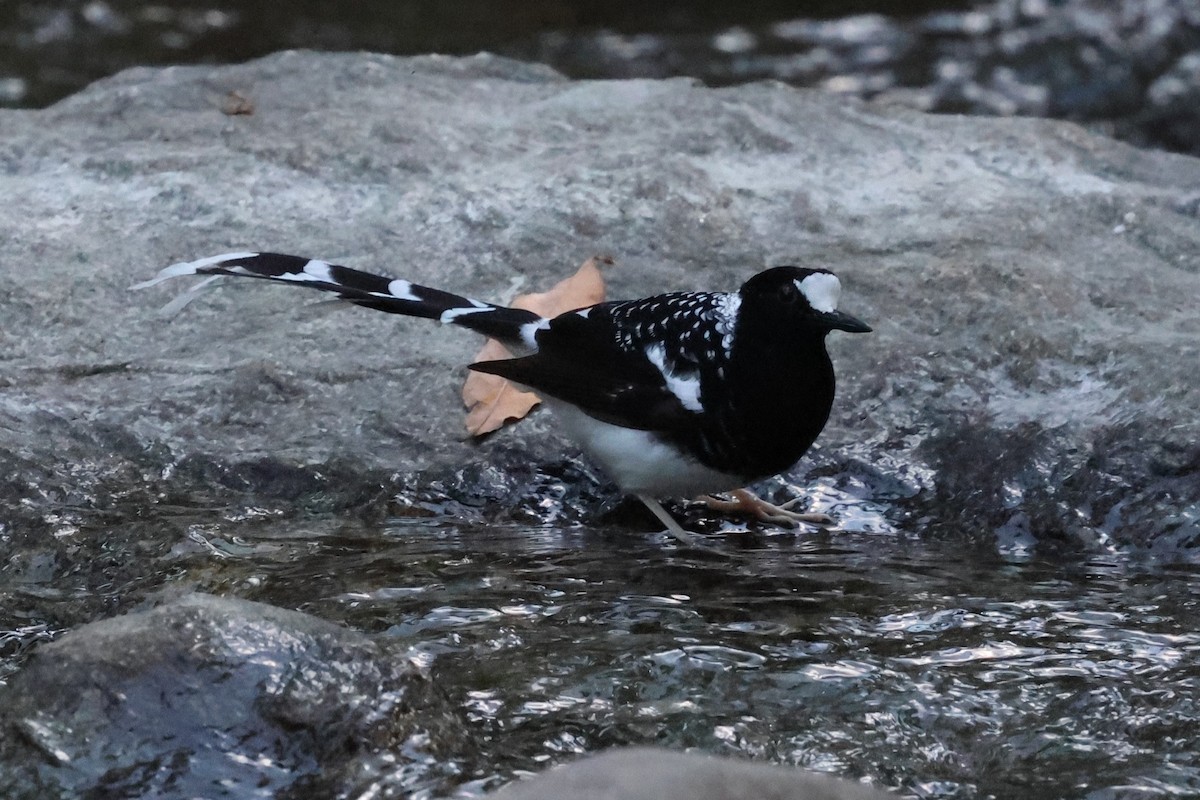 Spotted Forktail - ML638269754