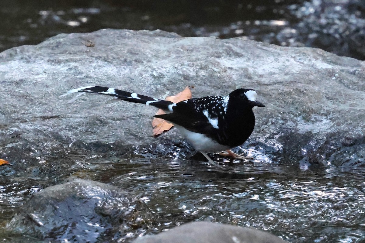 Spotted Forktail - ML638269755