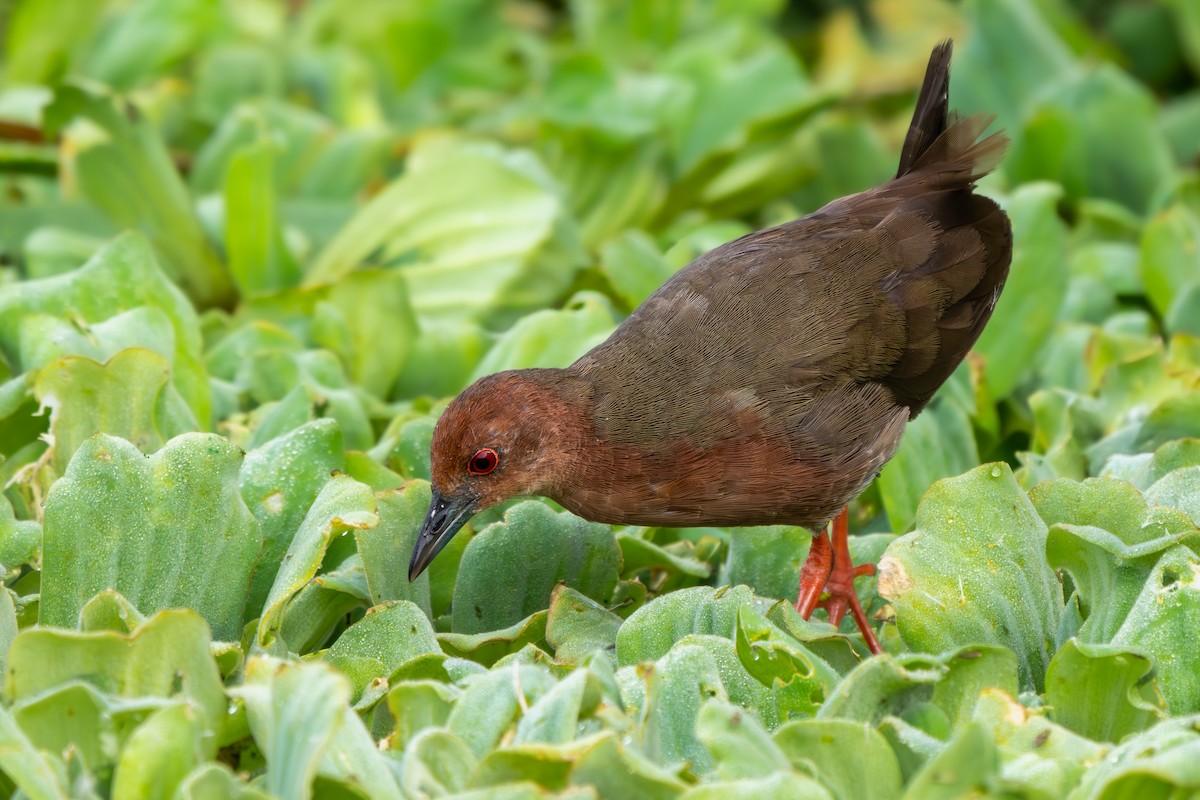 Zimtsumpfhuhn - ML638269771