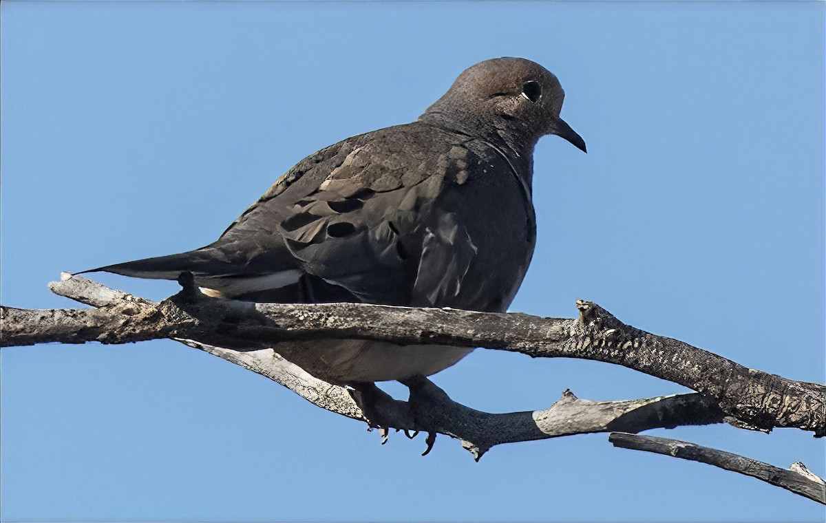 Mourning Dove - ML638269778