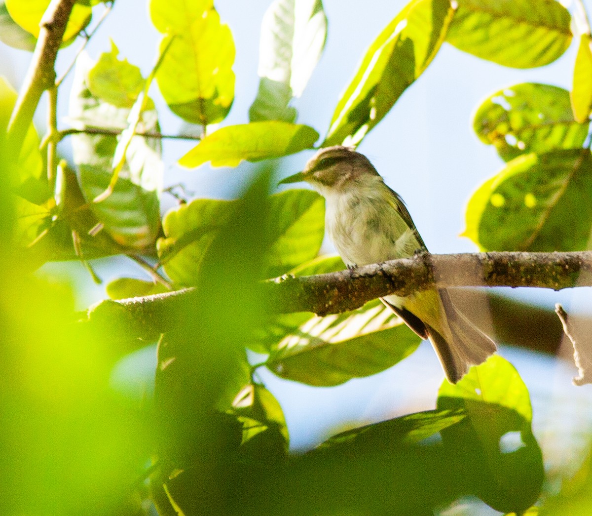 Black-whiskered Vireo - ML638269783