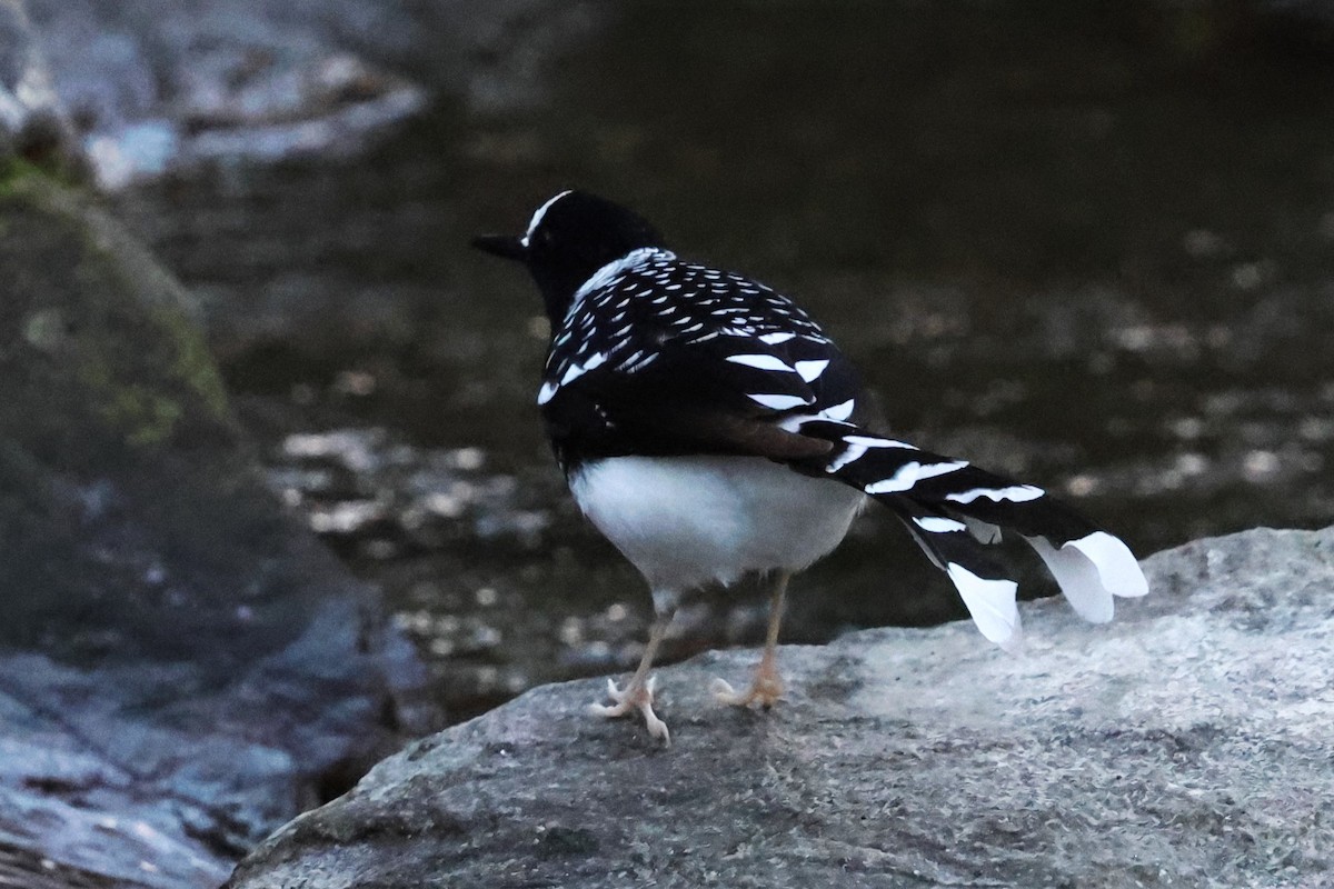 Spotted Forktail - ML638269786