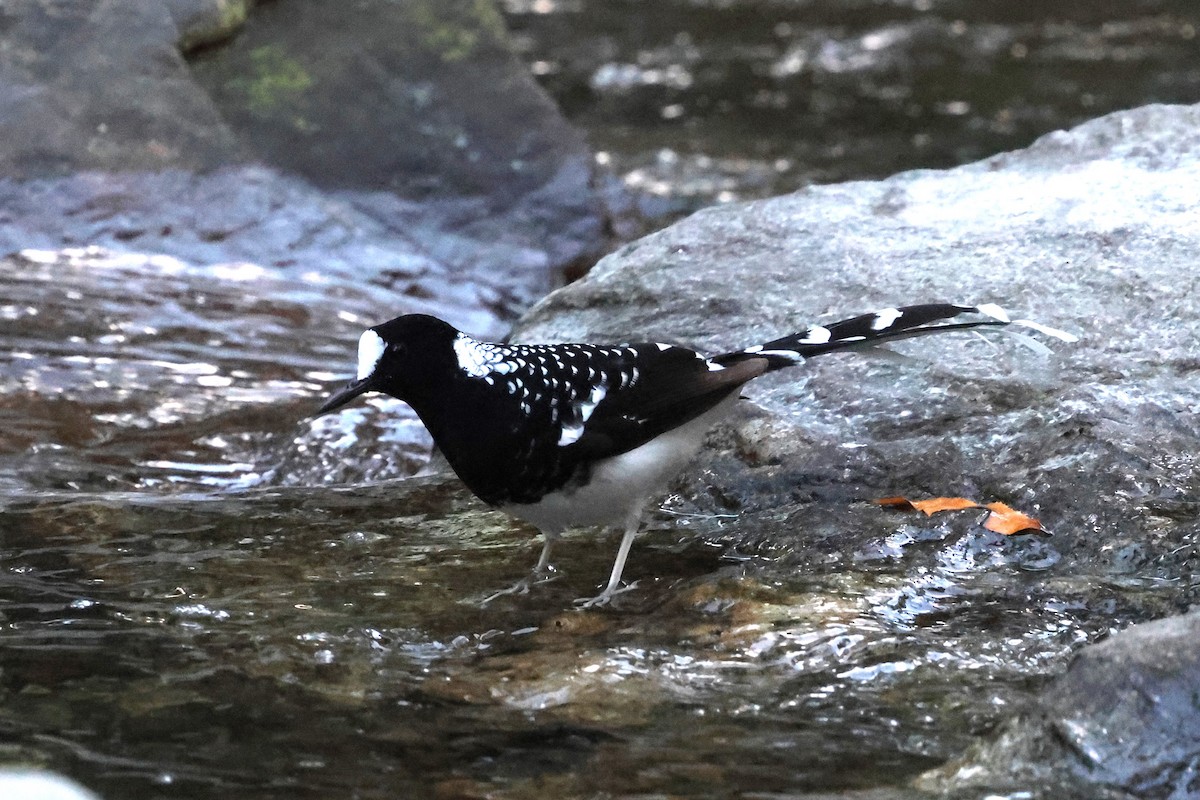 Spotted Forktail - ML638269787