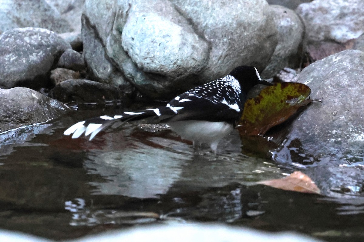 Spotted Forktail - ML638269788