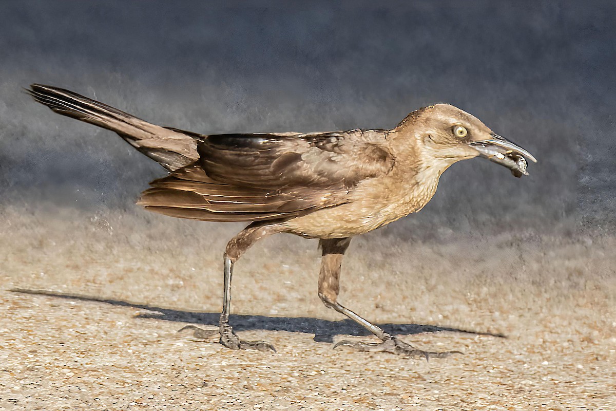 Great-tailed Grackle - ML638269795