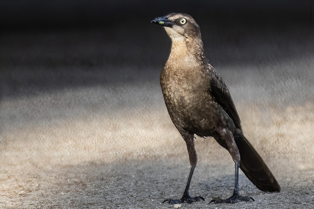 Great-tailed Grackle - ML638269798