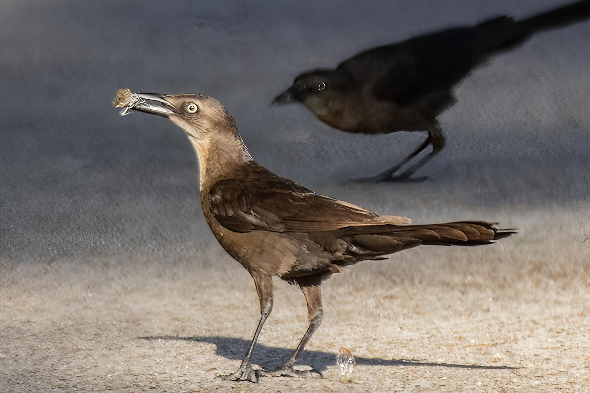 Great-tailed Grackle - ML638269804