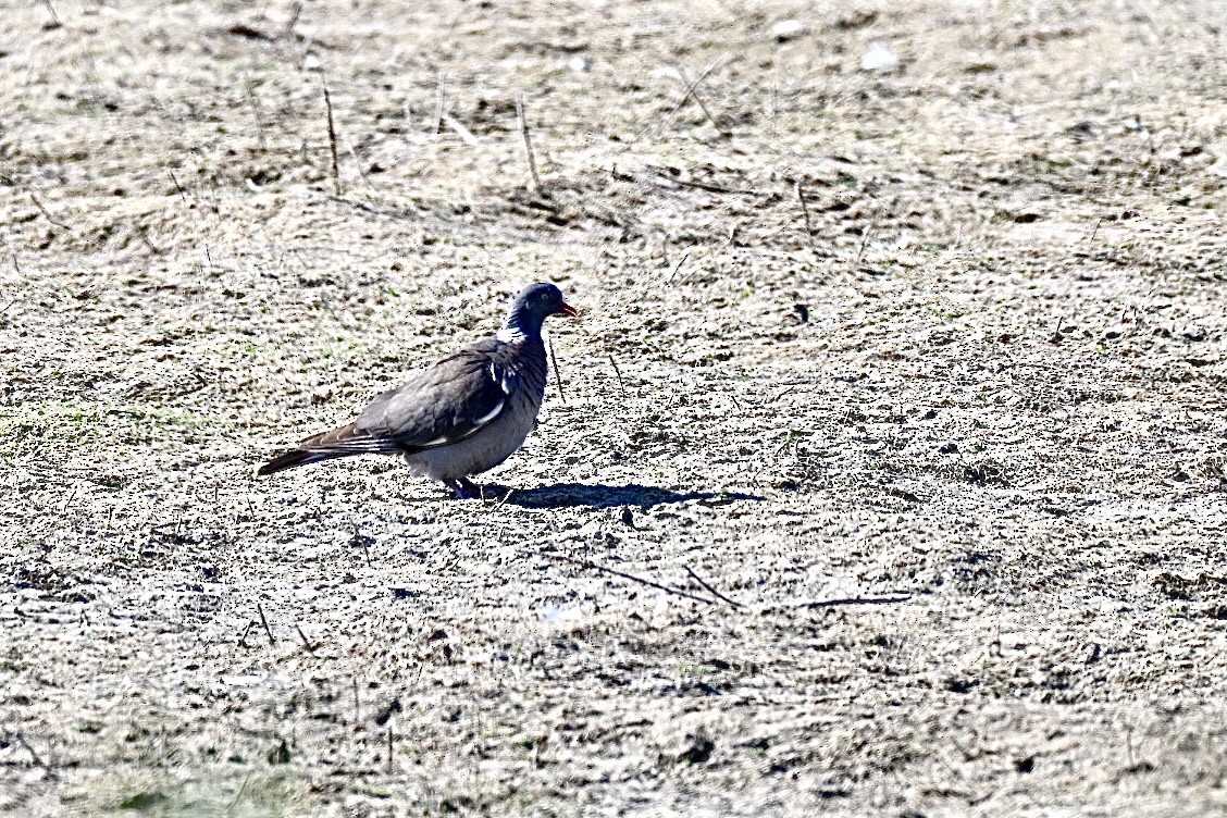 Common Wood-Pigeon - ML638269808