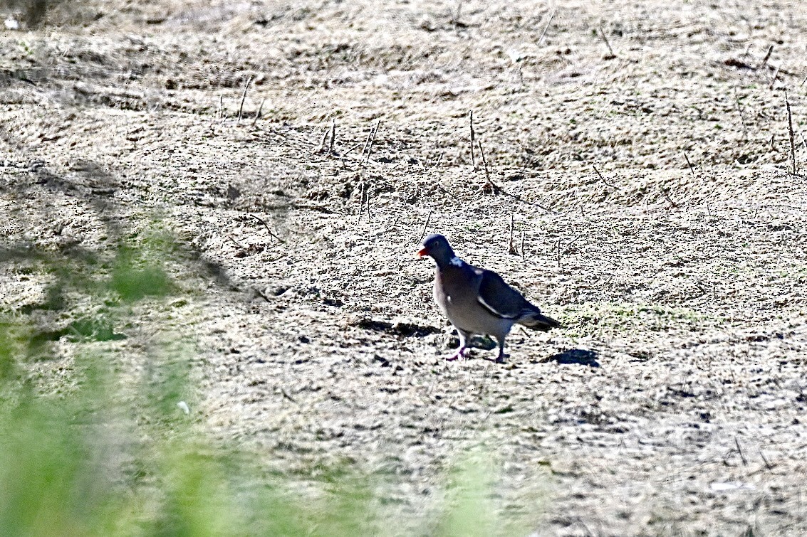 Common Wood-Pigeon - ML638269809