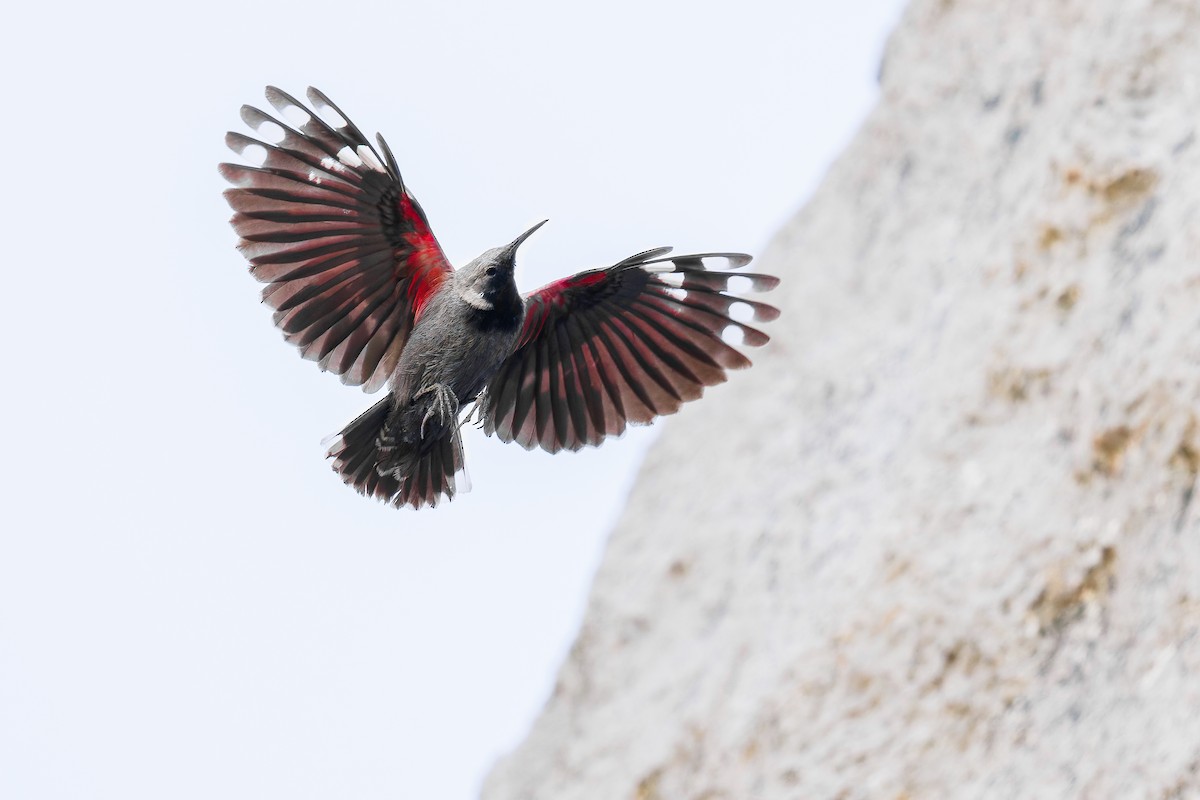 Wallcreeper - ML638269813
