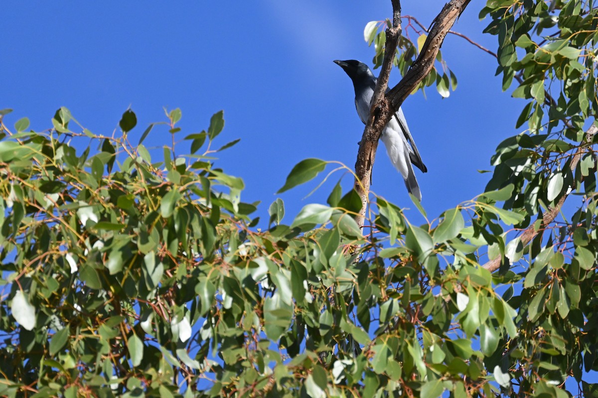Black-faced Cuckooshrike - ML638269843