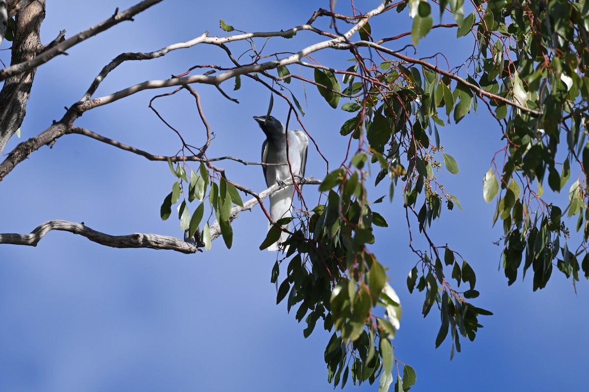 Black-faced Cuckooshrike - ML638269844