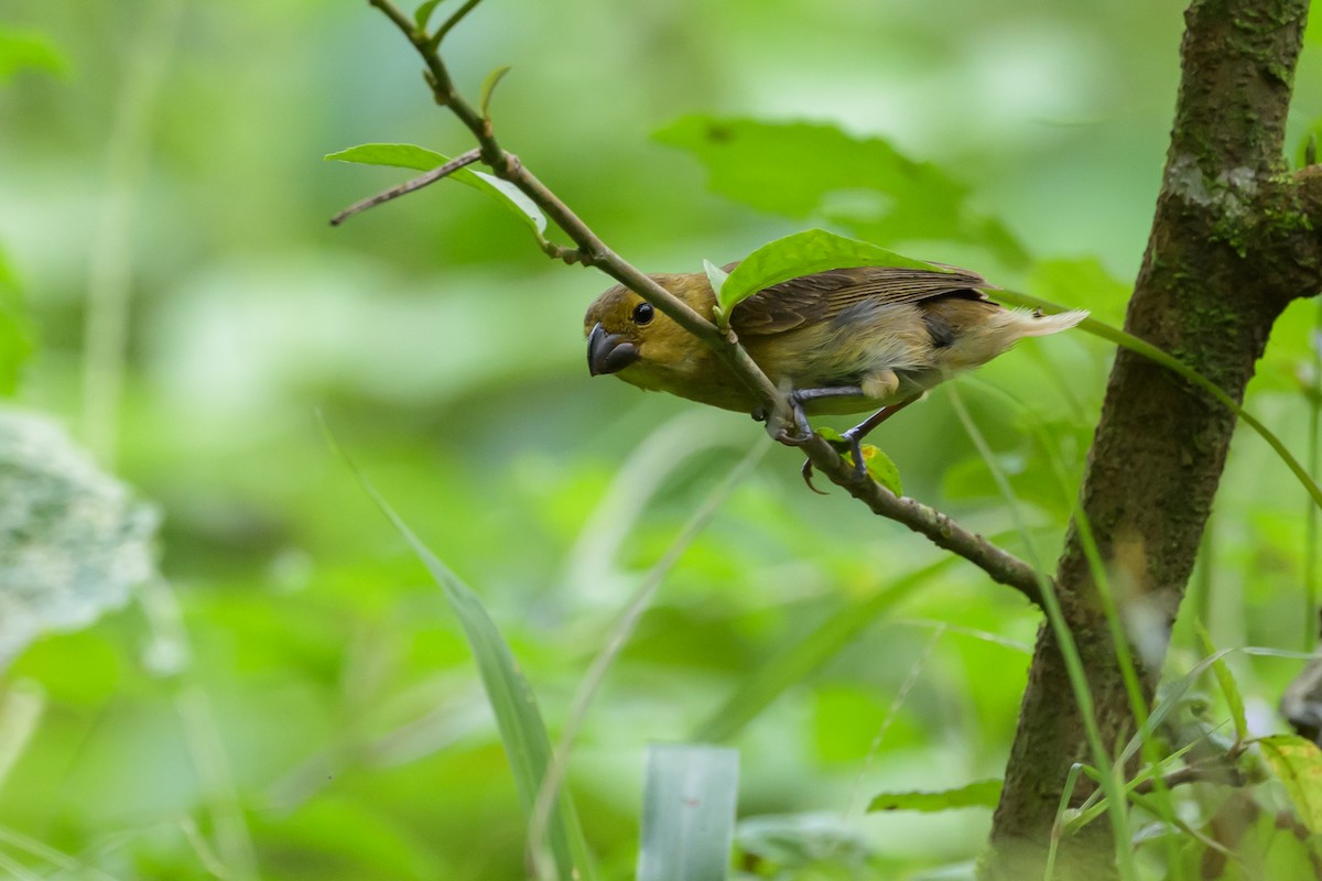 Variable Seedeater - ML638269845
