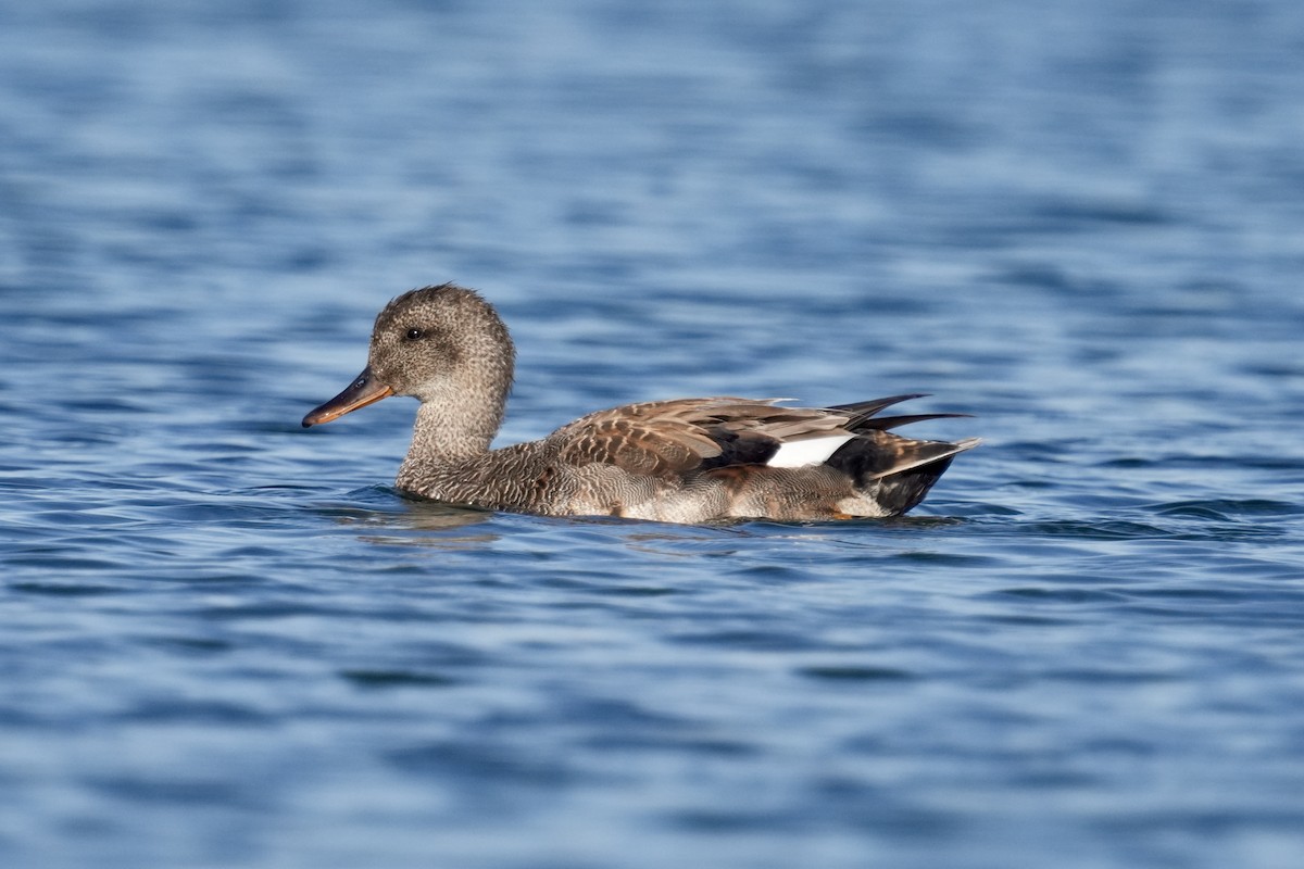 Gadwall - ML638269866