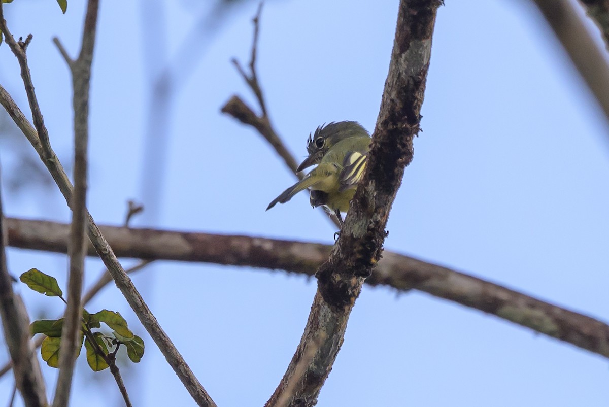 Yellow-winged Flatbill - ML638269883