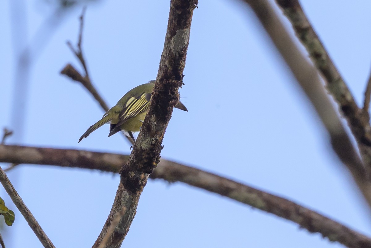 Yellow-winged Flatbill - ML638269884