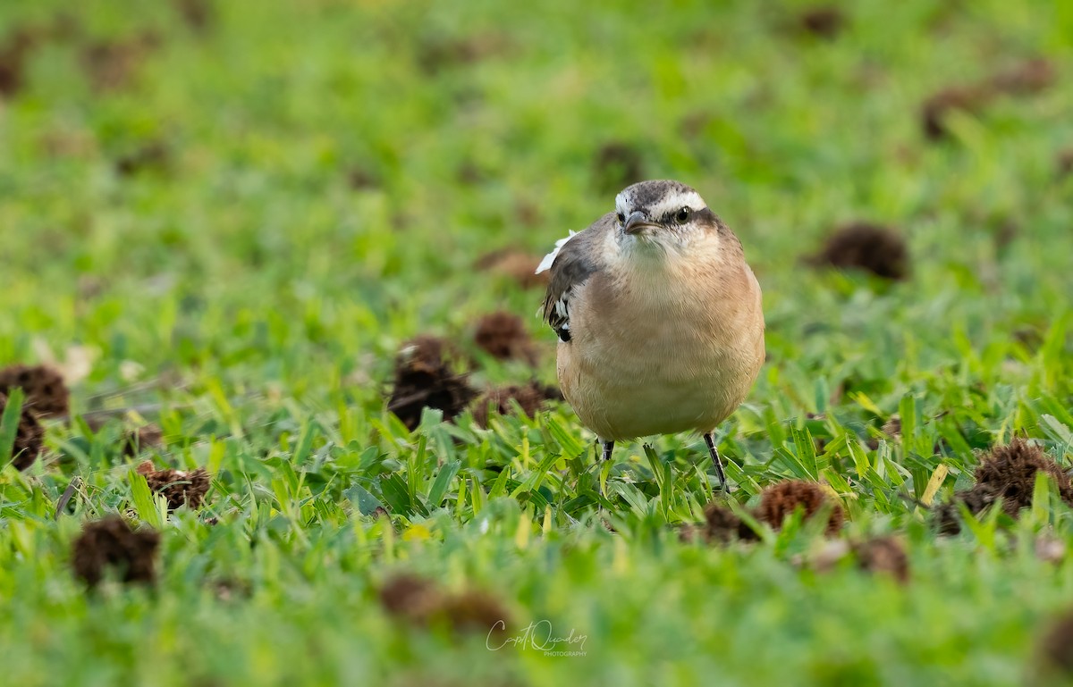 Chalk-browed Mockingbird - ML638269886