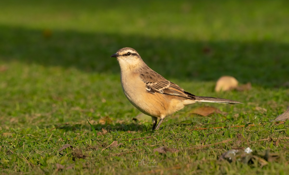 Chalk-browed Mockingbird - ML638269887