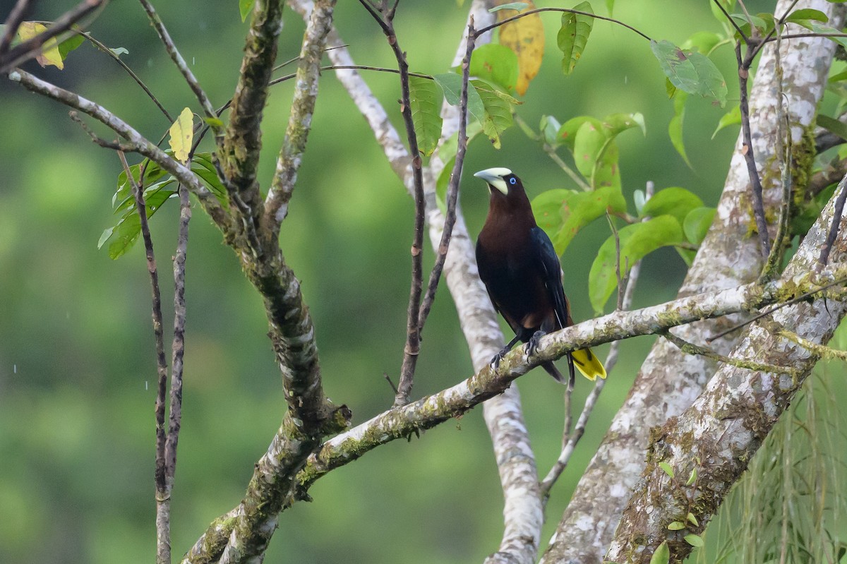 Chestnut-headed Oropendola - ML638269903