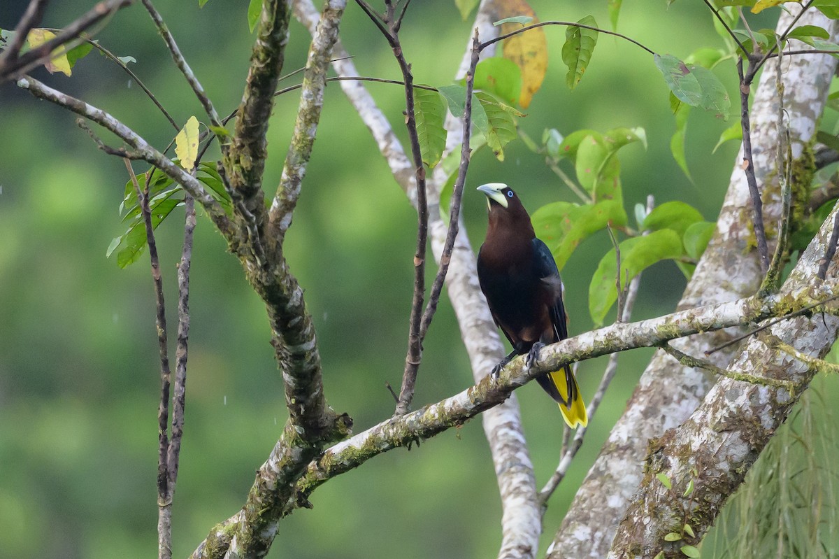 Chestnut-headed Oropendola - ML638269904