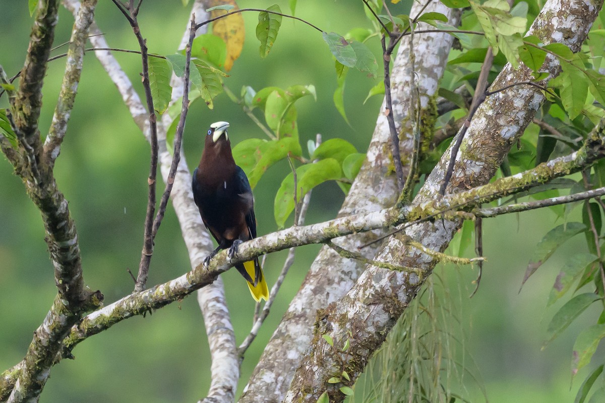 Chestnut-headed Oropendola - ML638269906