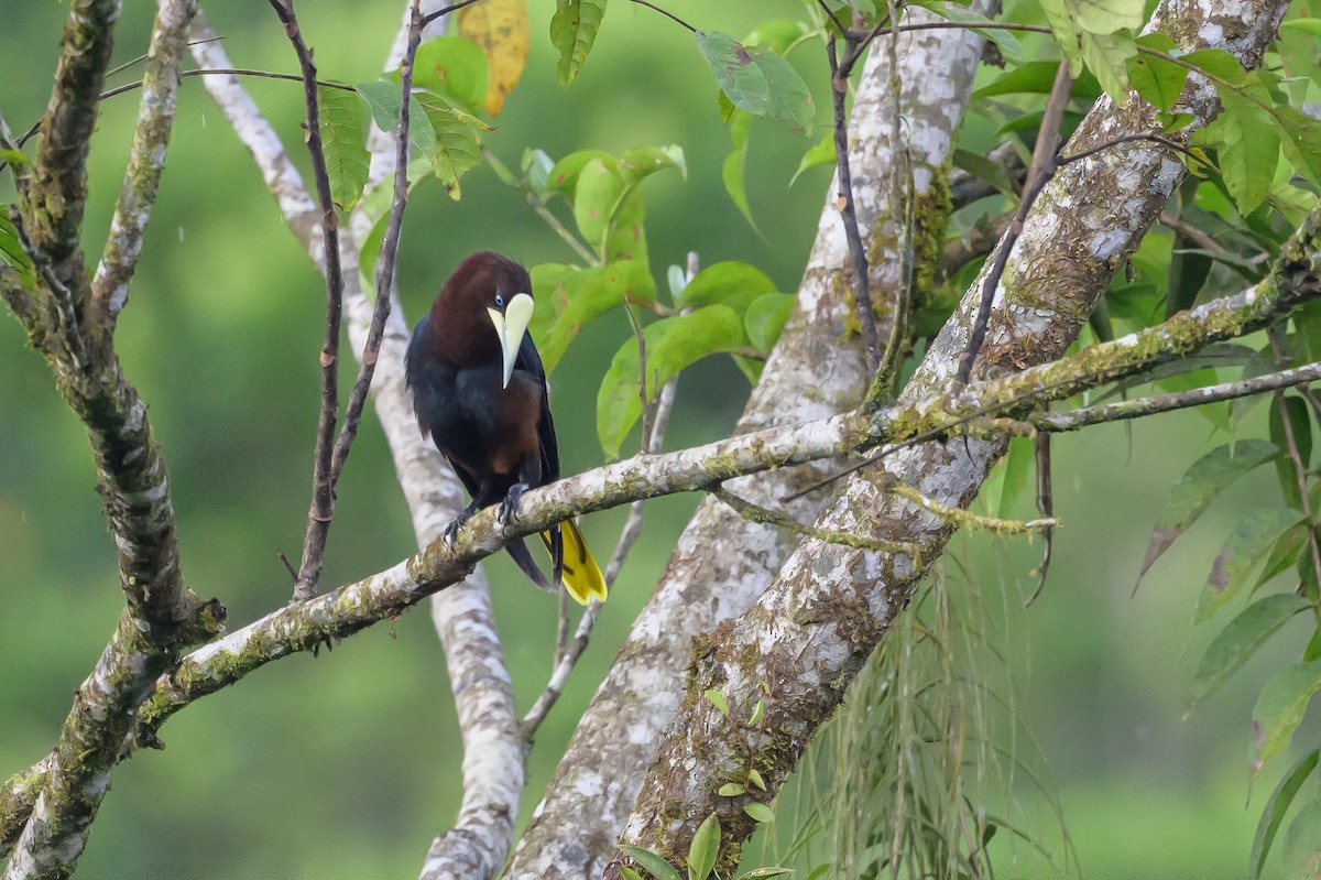 Chestnut-headed Oropendola - ML638269907