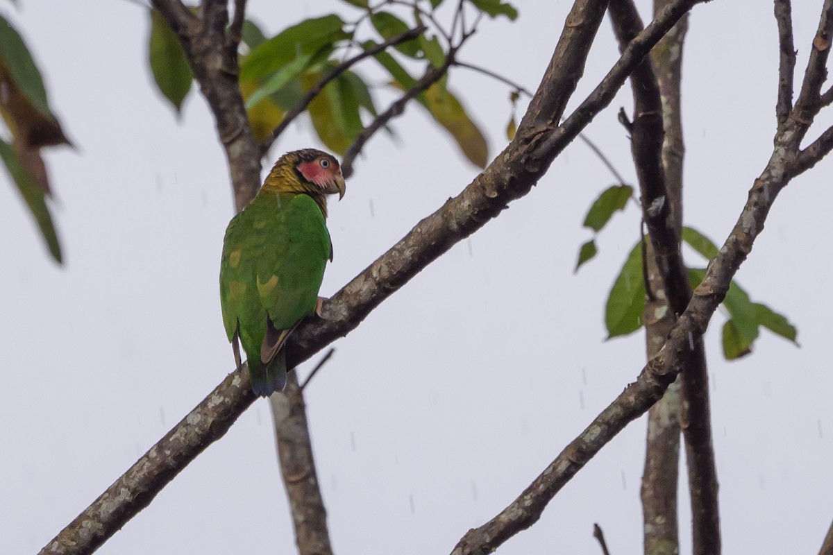 Rose-faced Parrot - ML638269908