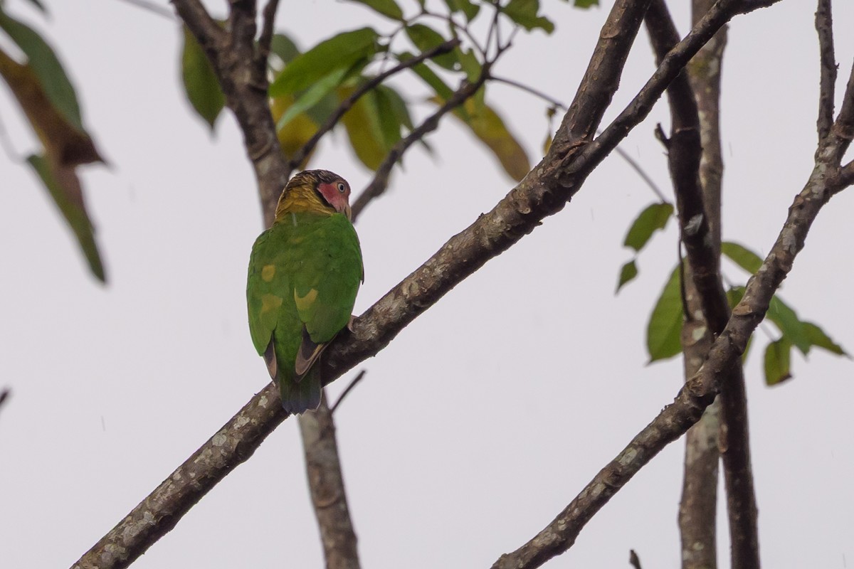 Rose-faced Parrot - ML638269909