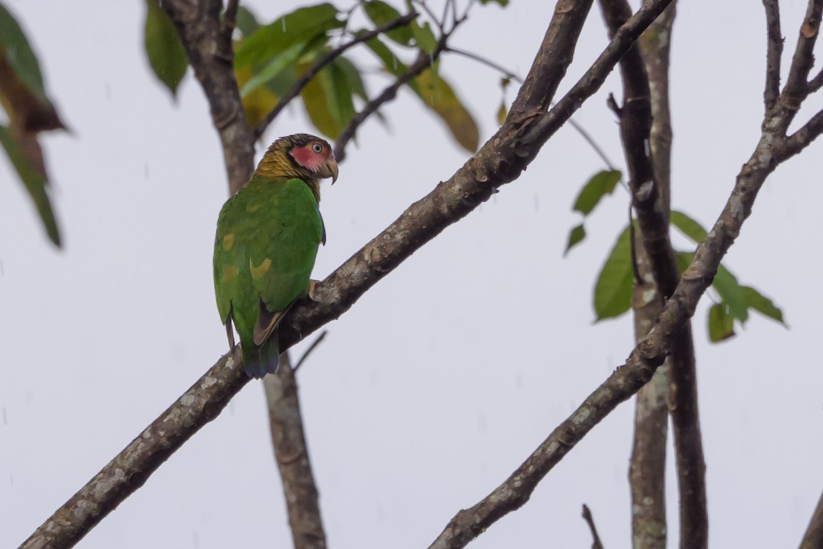 Rose-faced Parrot - ML638269910