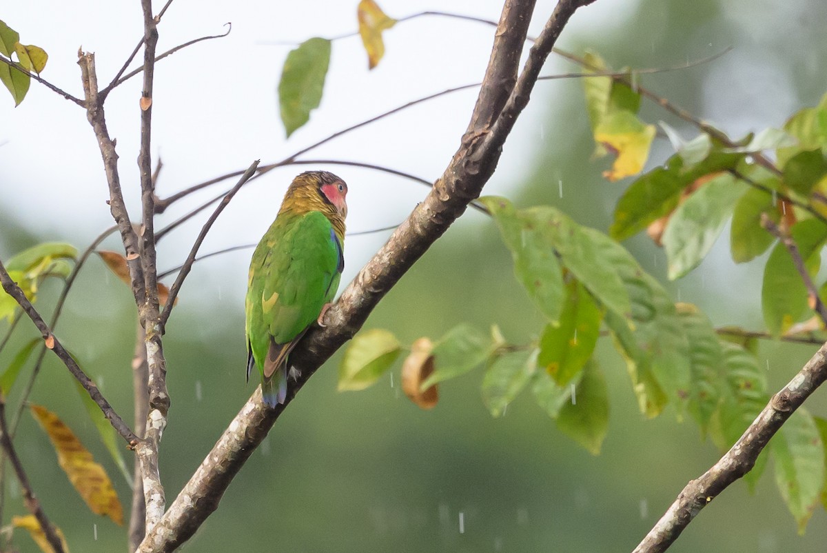 Rose-faced Parrot - ML638269911