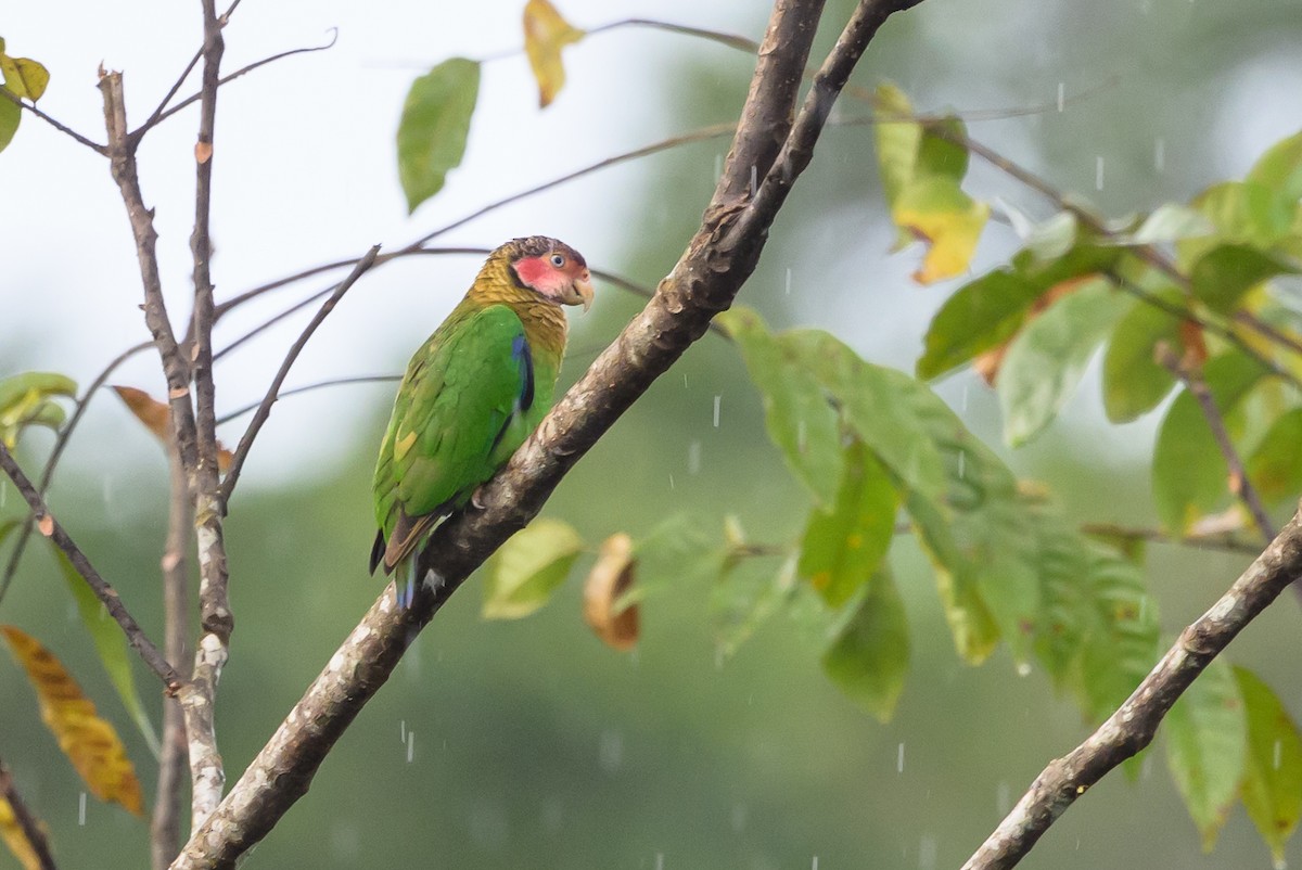 Rose-faced Parrot - ML638269912