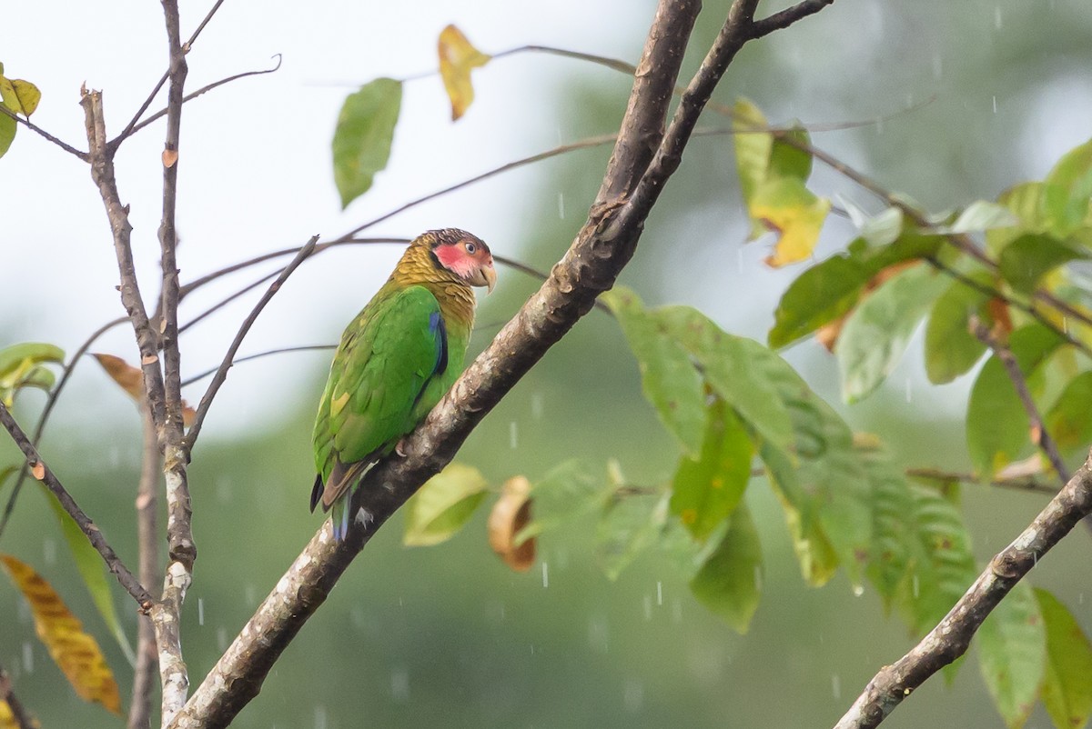 Rose-faced Parrot - ML638269913