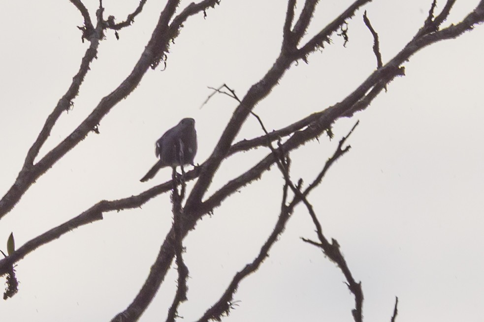 Palm Tanager - ML638269918