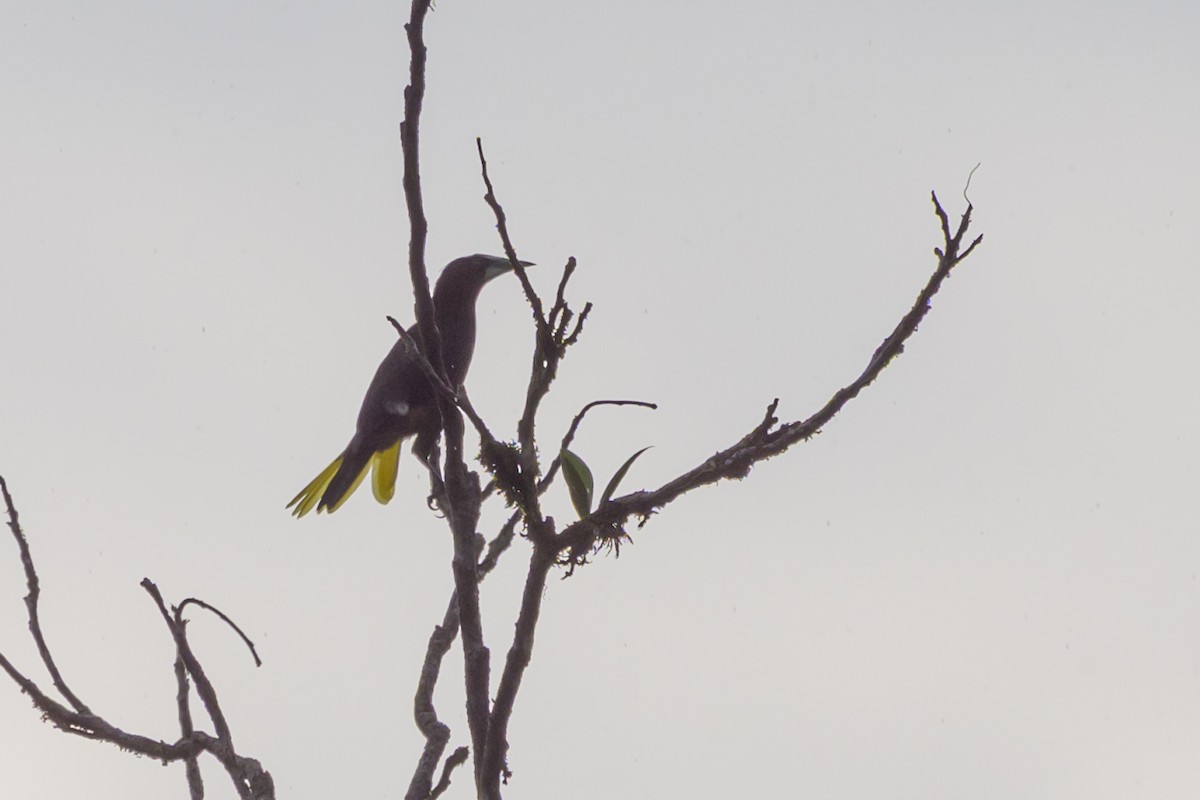 Chestnut-headed Oropendola - ML638269922