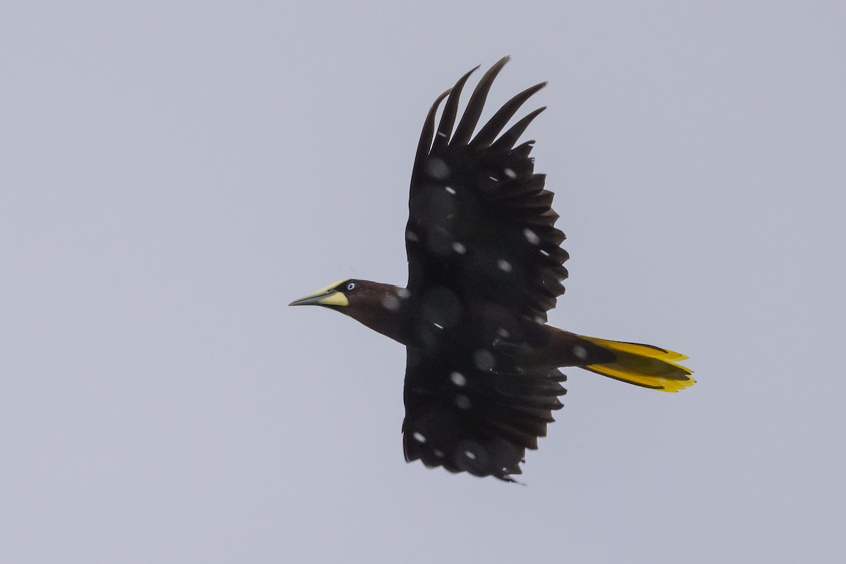 Chestnut-headed Oropendola - ML638269923