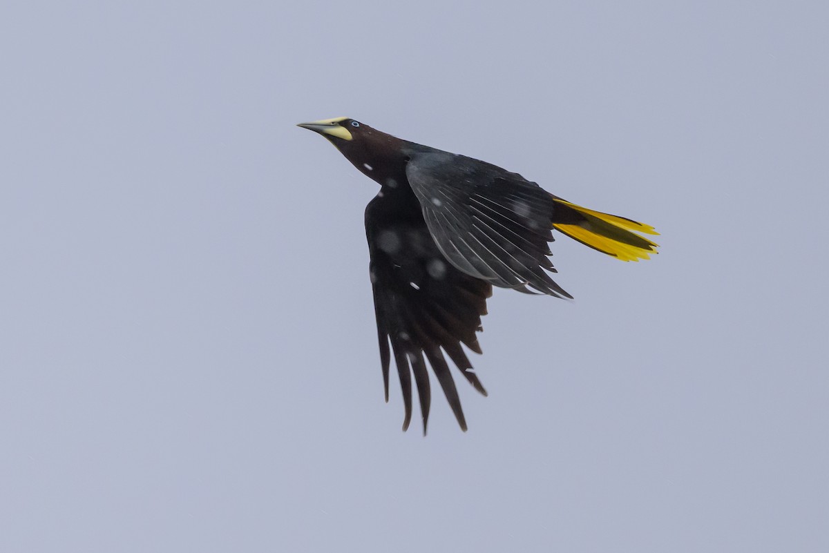 Chestnut-headed Oropendola - ML638269924