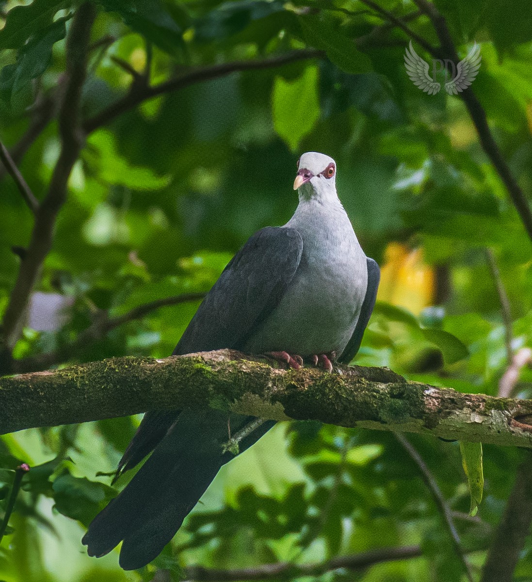 Andaman Wood-Pigeon - ML638269931