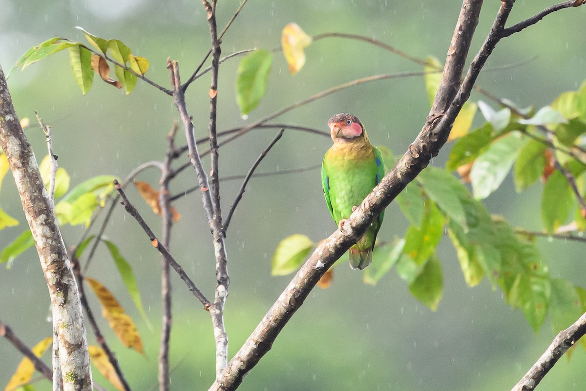 Rose-faced Parrot - ML638269932