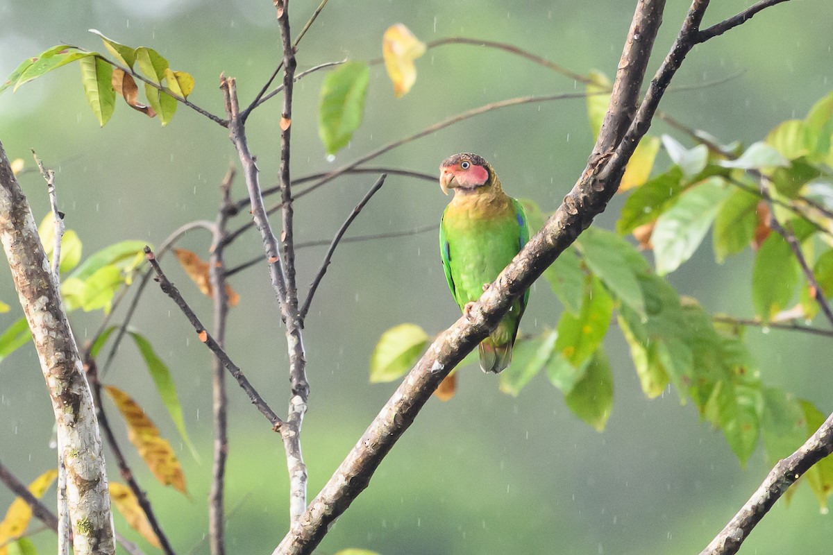 Rose-faced Parrot - ML638269933