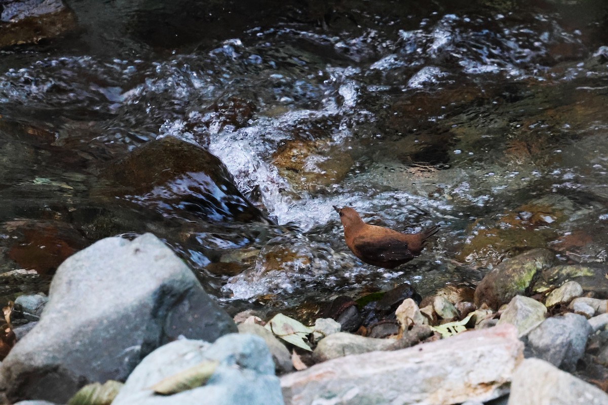 Brown Dipper - ML638269935