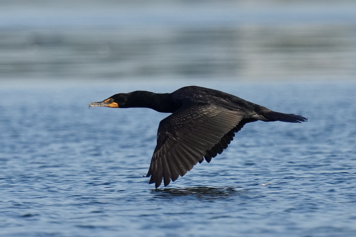 Double-crested Cormorant - ML638269942