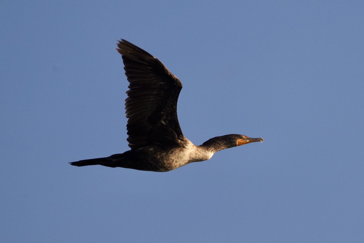 Double-crested Cormorant - ML638269944