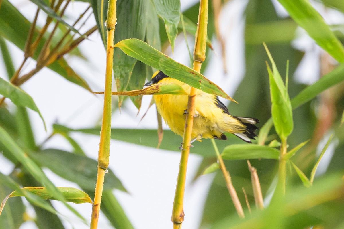 Thick-billed Euphonia - ML638269945