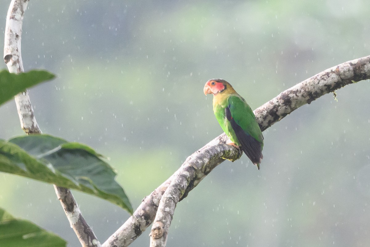 Rose-faced Parrot - ML638269948