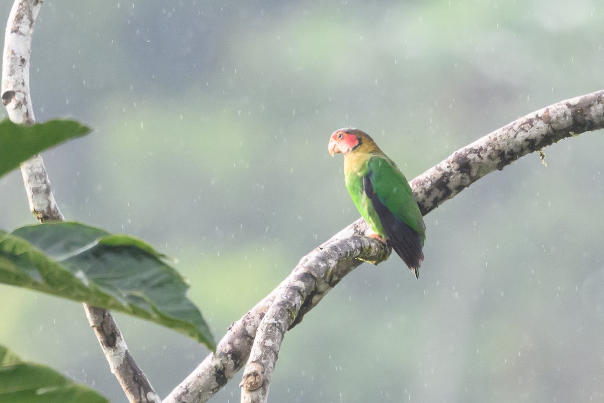 Rose-faced Parrot - ML638269949