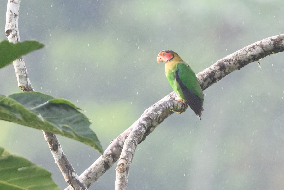 Rose-faced Parrot - ML638269950