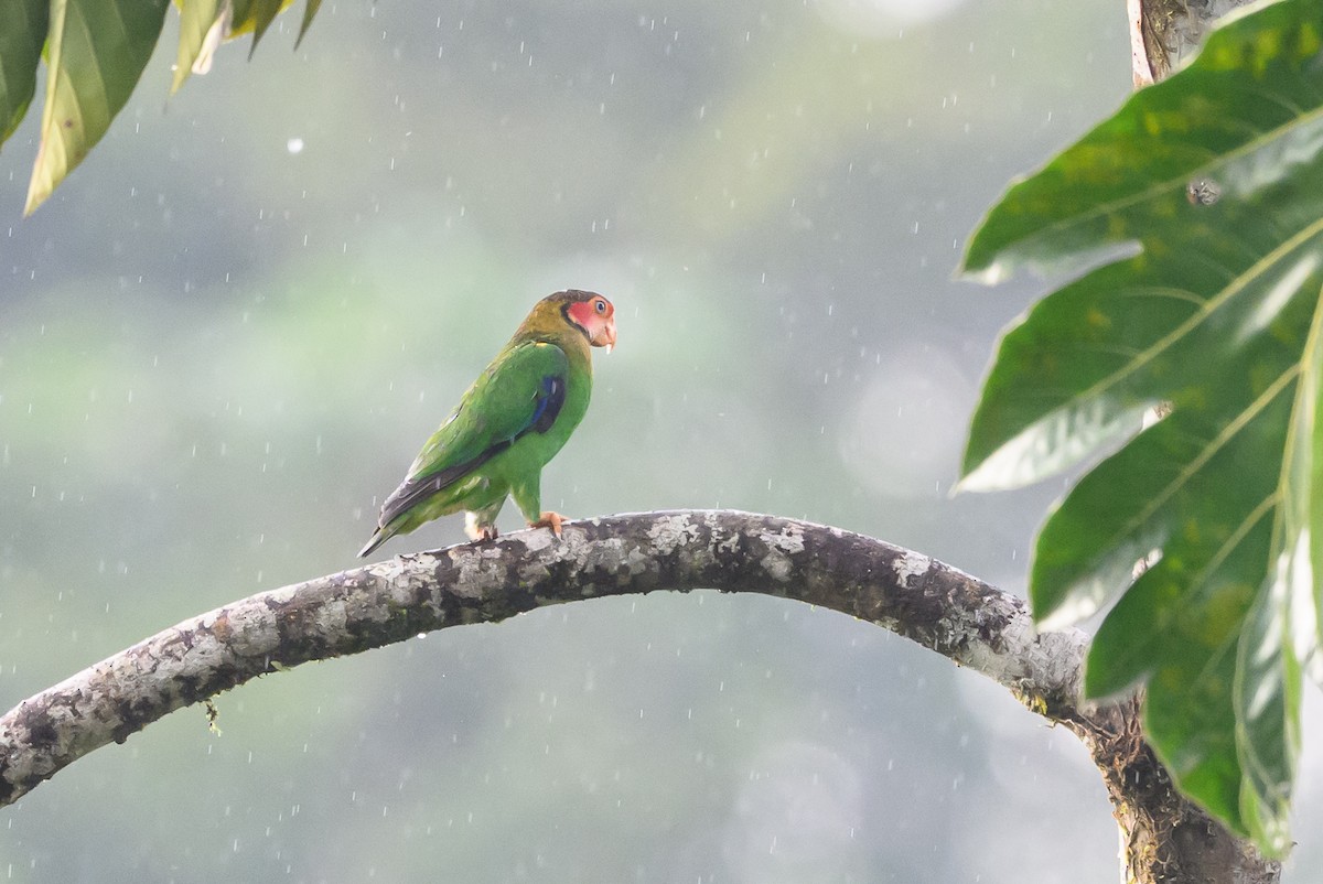 Rose-faced Parrot - ML638269952