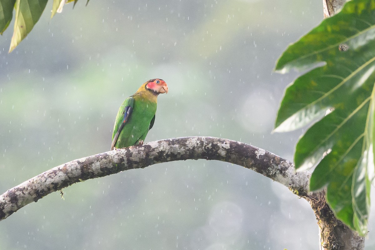 Rose-faced Parrot - ML638269953